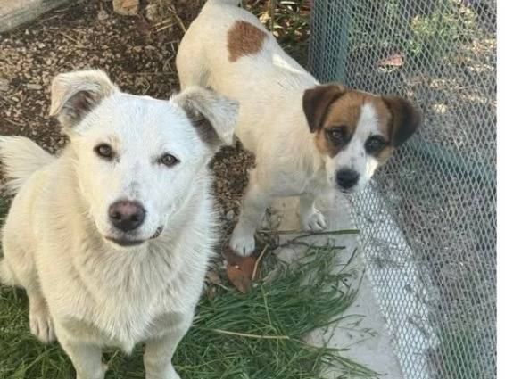 Adozione cane, maschio, Razza sconosciuta Razza sconosciuta, 1 anno, taglia piccola, Latina