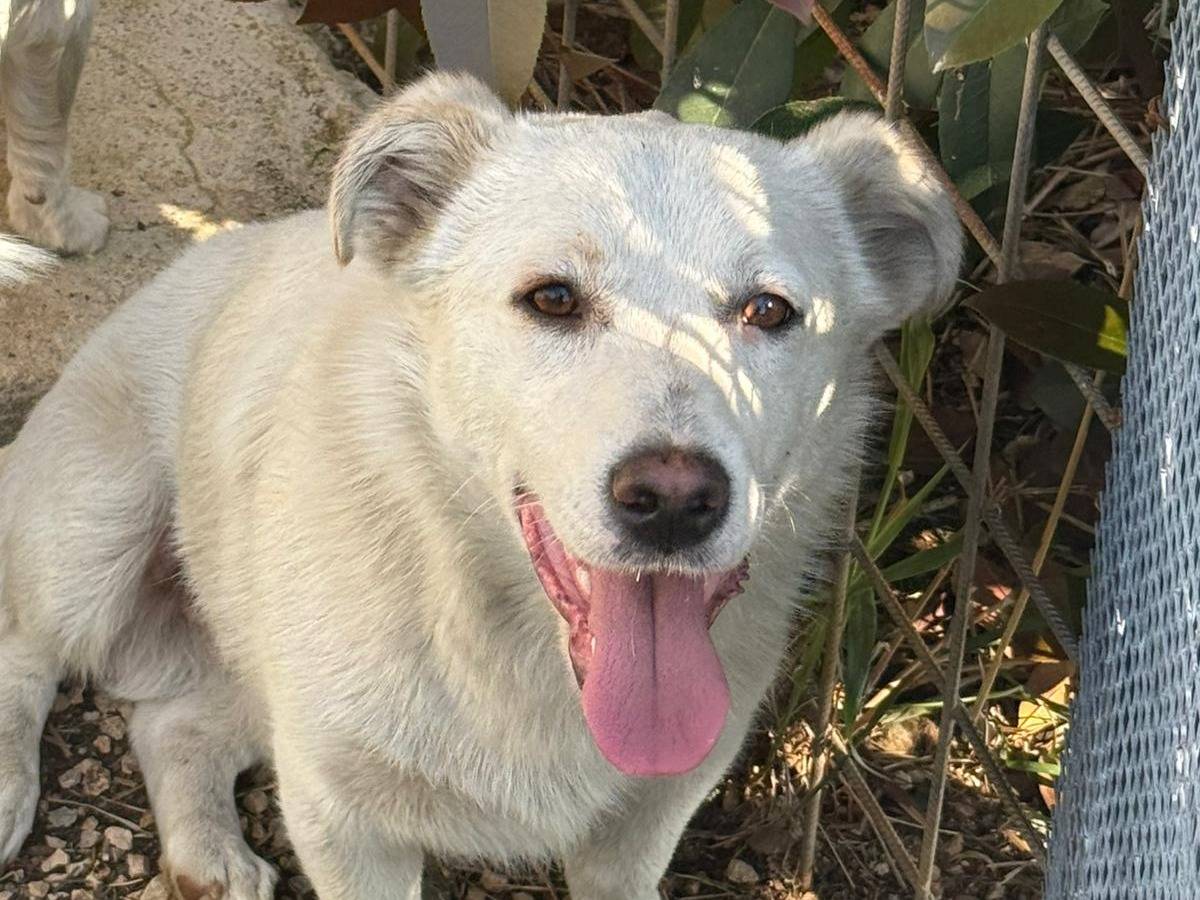 Adotta un cane, maschio, 1 anno, Latina