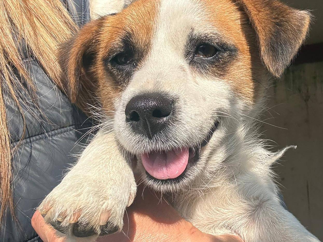 Adotta un cane, taglia piccola, maschio, Latina