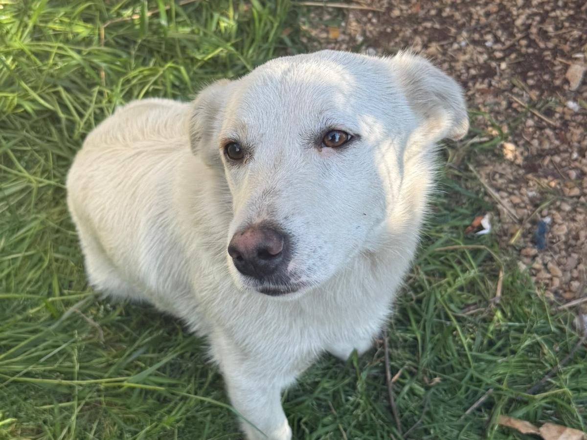 Vuoi adottare un cane a Latina?