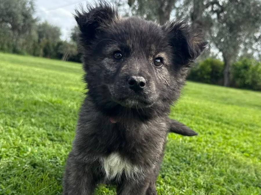 Adozione cane, femmina, Razza sconosciuta Razza sconosciuta, 3 mesi, taglia media, Matera