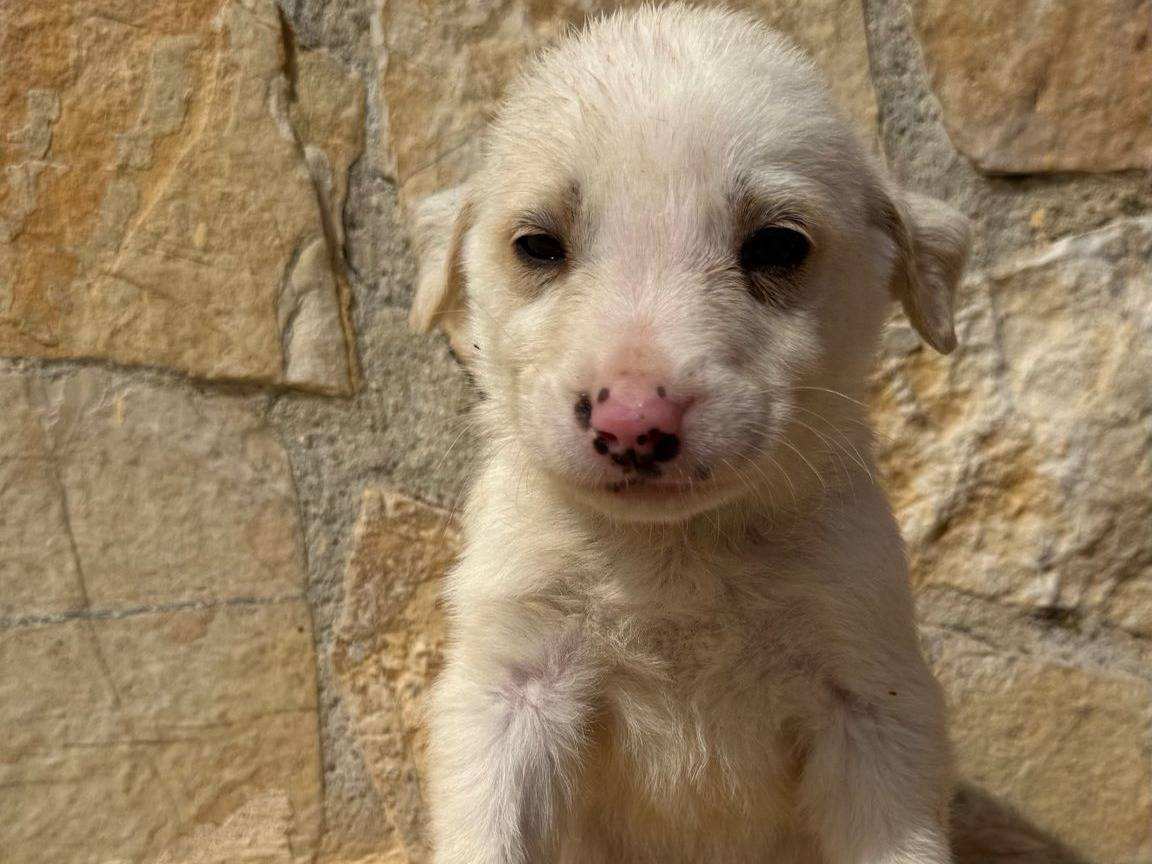 Adozione cane, maschio, Razza sconosciuta Razza sconosciuta, 3 mesi, taglia media contenuta, Matera