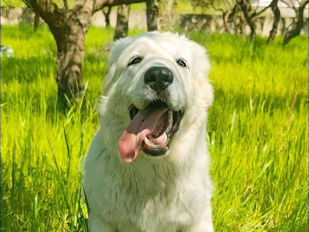 Adozione cane, femmina, Pastore maremmano Razza sconosciuta, 8 mesi, taglia grande, Napoli