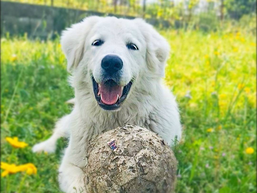 Adotta un cane, femmina, 8 mesi, Napoli
