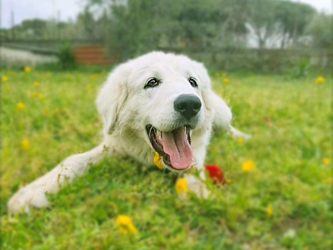 Adotta un cane, taglia grande, femmina, Napoli