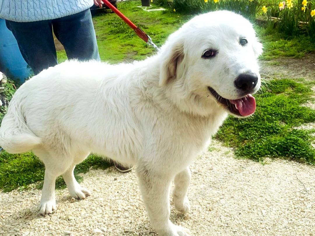 Adotta il cane Sophie a Napoli