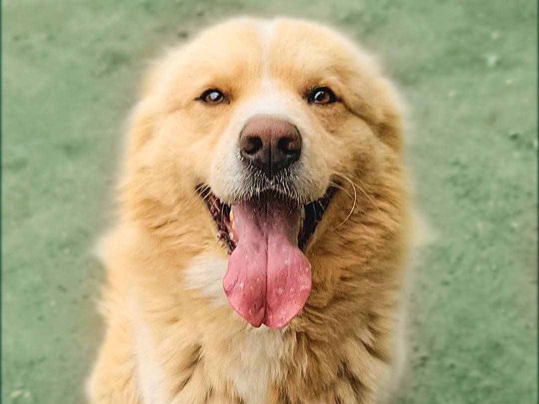 Adotta il cane Birillo a Napoli