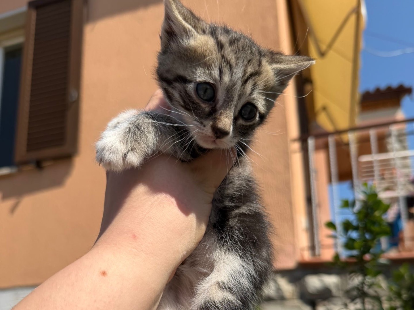 Adozione gatto, femmina, Razza sconosciuta Razza sconosciuta, 1 mesi, taglia non valida, Perugia