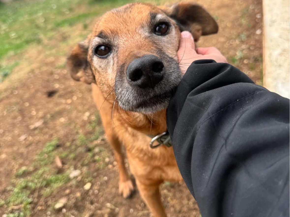 Adozione cane, maschio, Razza sconosciuta Razza sconosciuta, 8 anni e 5 mesi, taglia piccola, Frosinone