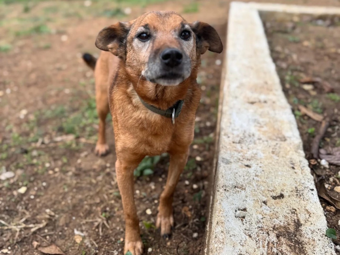 Adotta un cane, maschio, 8 anni e 5 mesi, Frosinone