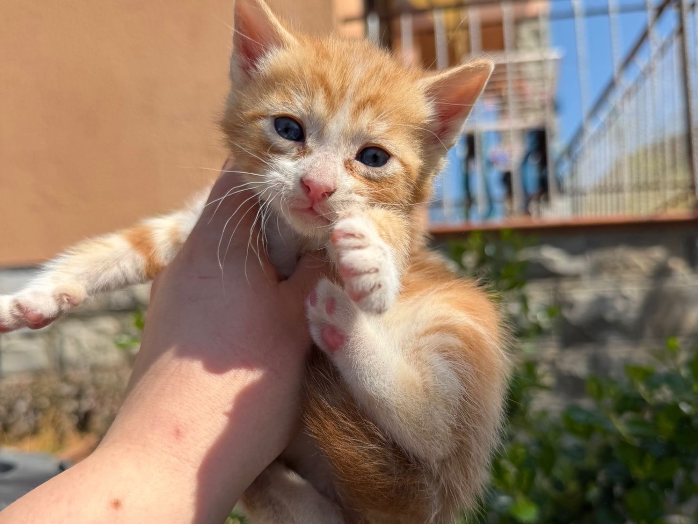 Adozione gatto, maschio, Razza sconosciuta Razza sconosciuta, 3 settimane, taglia non valida, Perugia