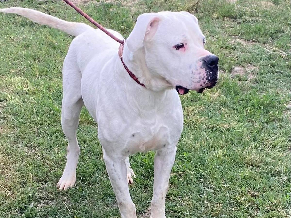 Adotta un cane, taglia gigante, maschio, Cosenza