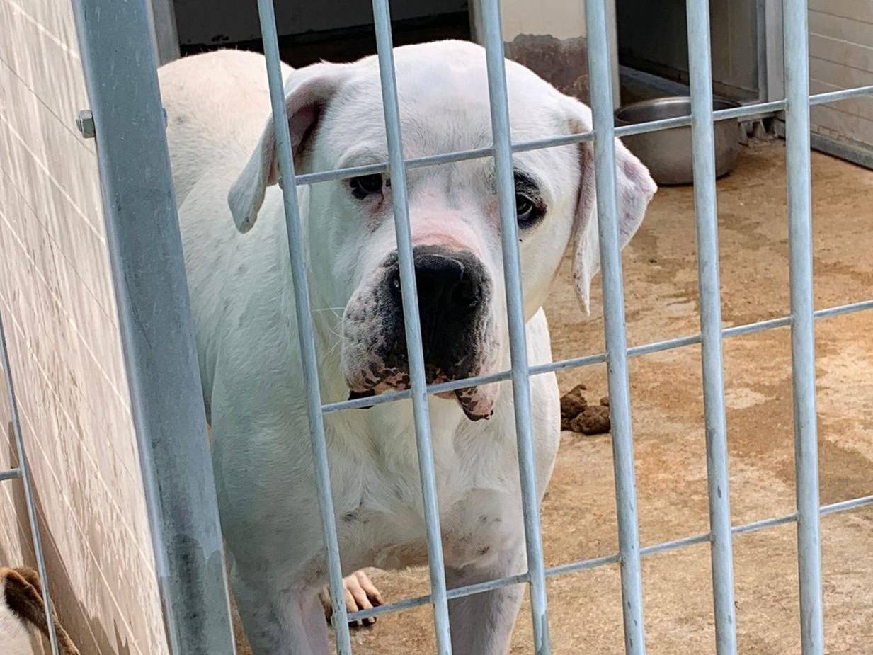 Vuoi adottare un cane a Cosenza?