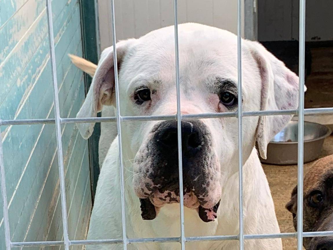 Adotta il cane Oscar a Cosenza