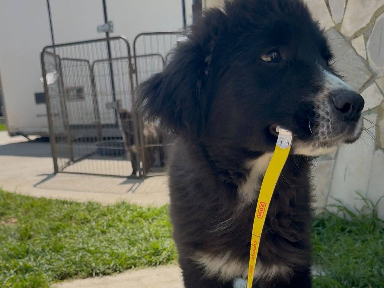 Adozione cane, maschio, Razza sconosciuta Razza sconosciuta, 5 mesi, taglia media, Matera