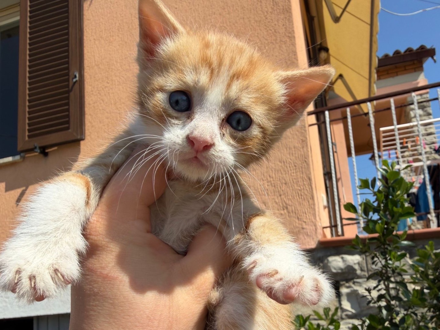 Adozione gatto, maschio, Razza sconosciuta Razza sconosciuta, 1 mesi, taglia non valida, Perugia
