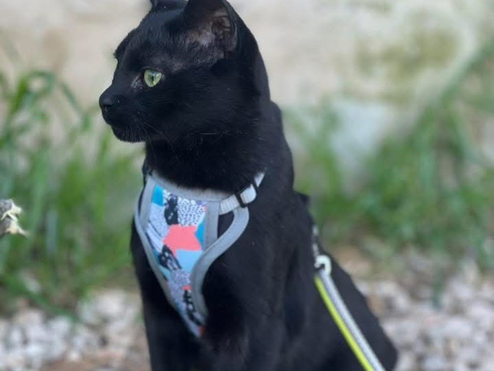 Adotta un gatto, maschio, 2 anni, Bari