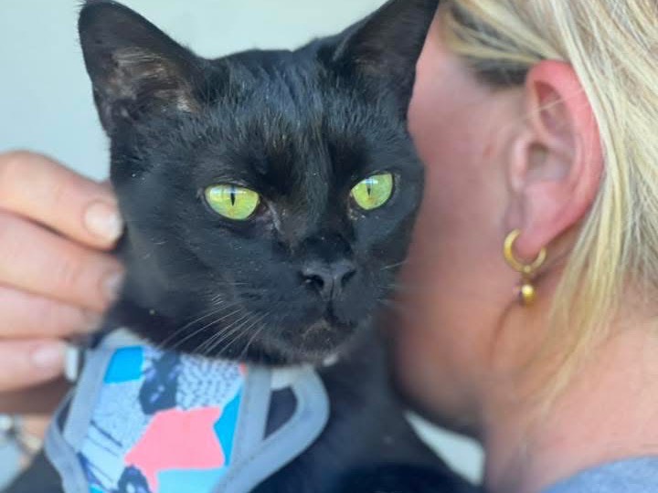 Adotta un gatto, taglia non valida, maschio, Bari