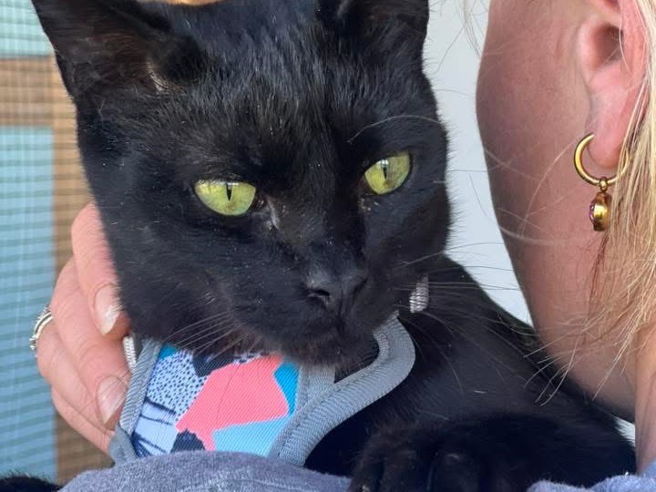 Vuoi adottare un gatto a Bari?