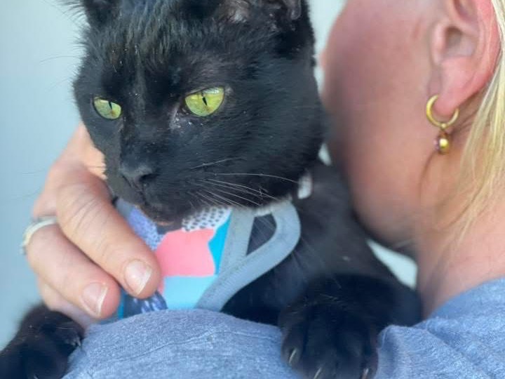 Adotta il gatto Black Panther  a Bari