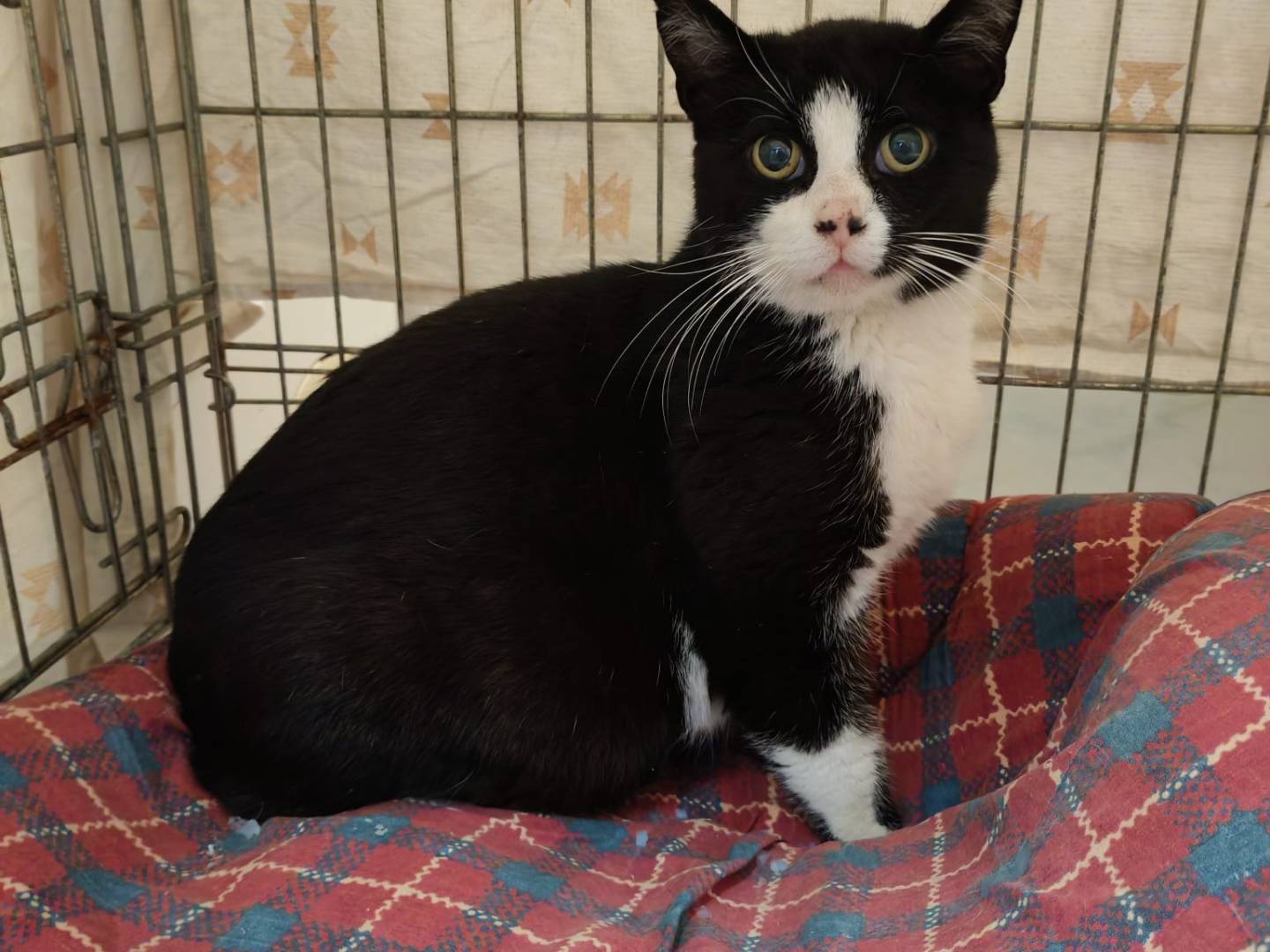 Adotta un gatto, femmina, 2 anni, Palermo