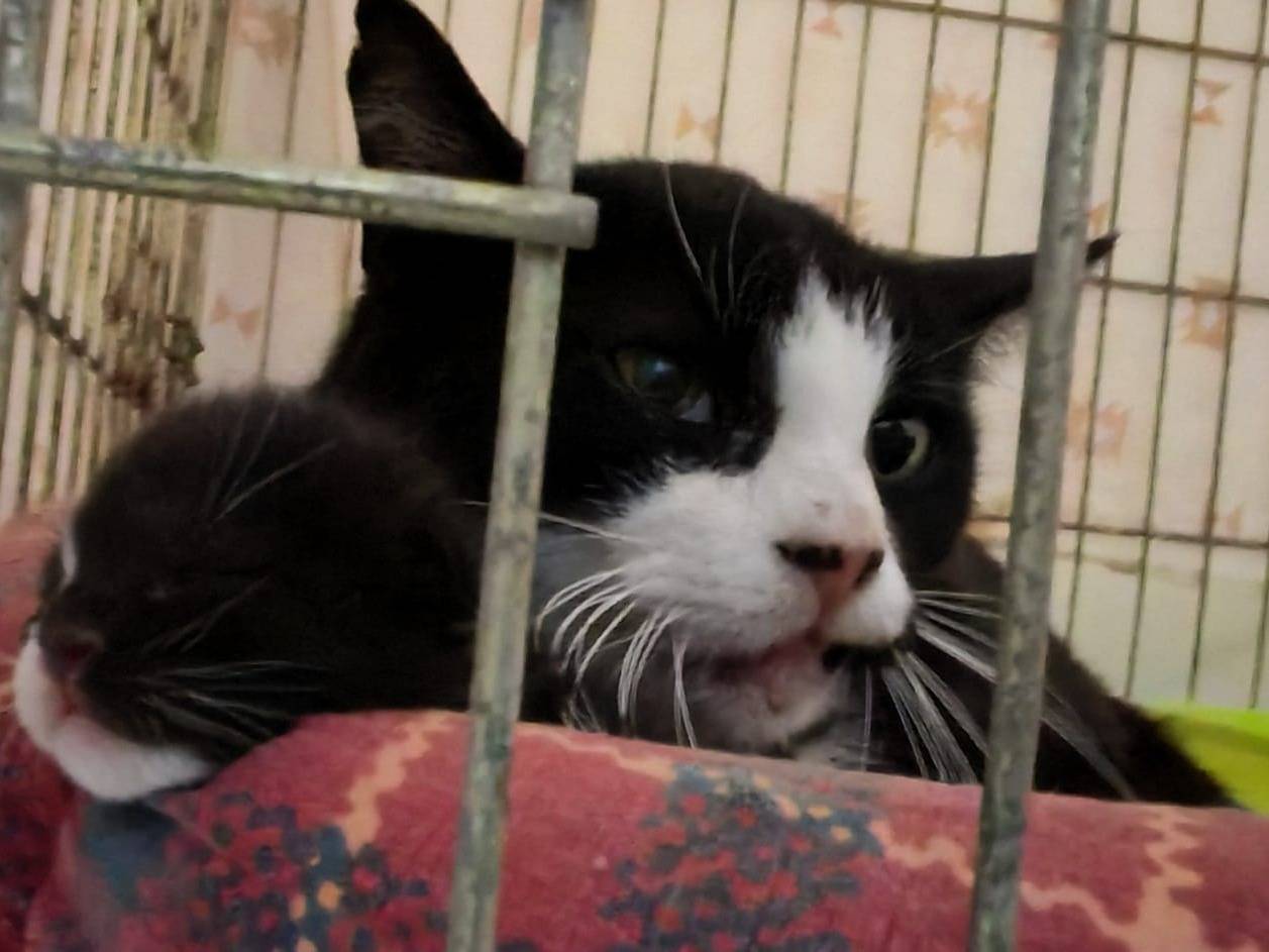 Vuoi adottare un gatto a Palermo?