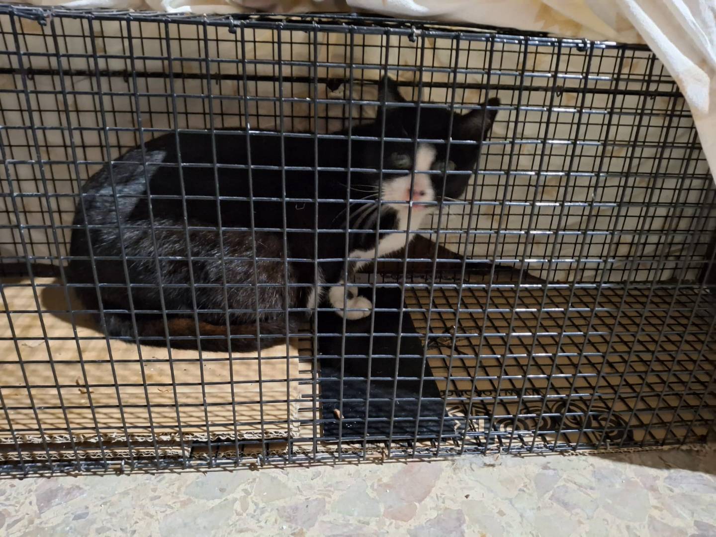 Adotta il gatto Tai a Palermo