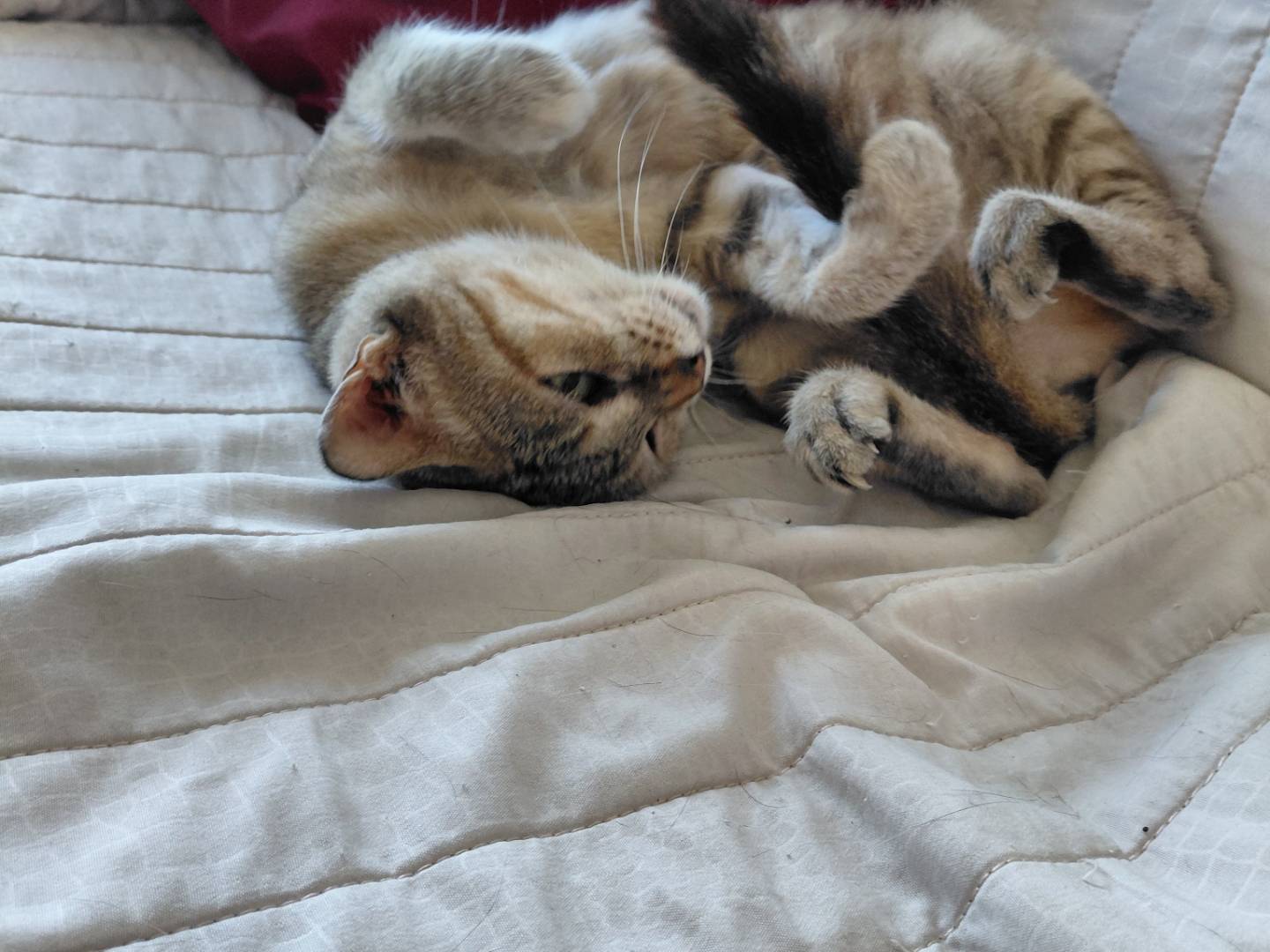 Adozione gatto, femmina, Razza sconosciuta Razza sconosciuta, 2 anni e 10 mesi, taglia non valida, Caserta