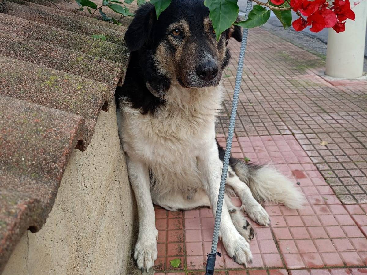 Adozione cane, maschio, Razza sconosciuta Razza sconosciuta, 2 anni e 3 mesi, taglia grande, Vibo