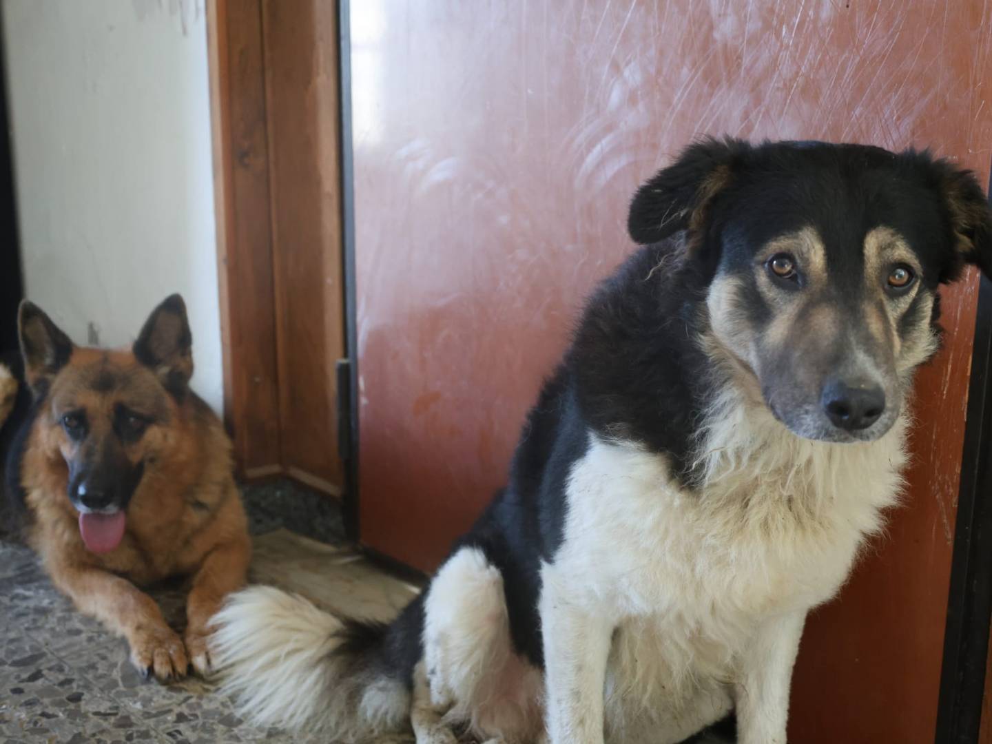 Adotta un cane, maschio, 2 anni e 3 mesi, Vibo