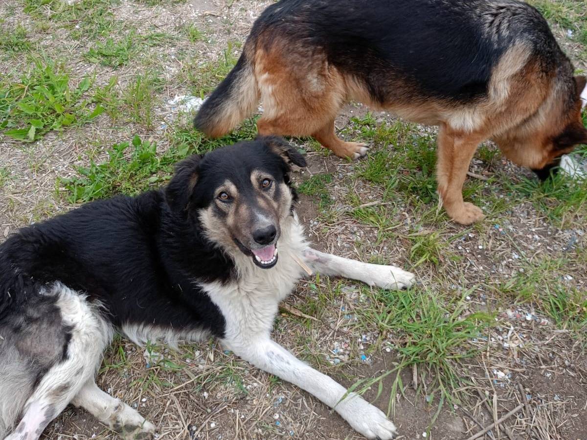 Adotta un cane, taglia grande, maschio, Vibo