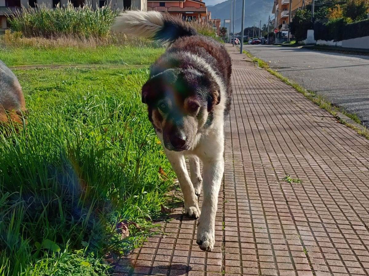 Vuoi adottare un cane a Vibo?