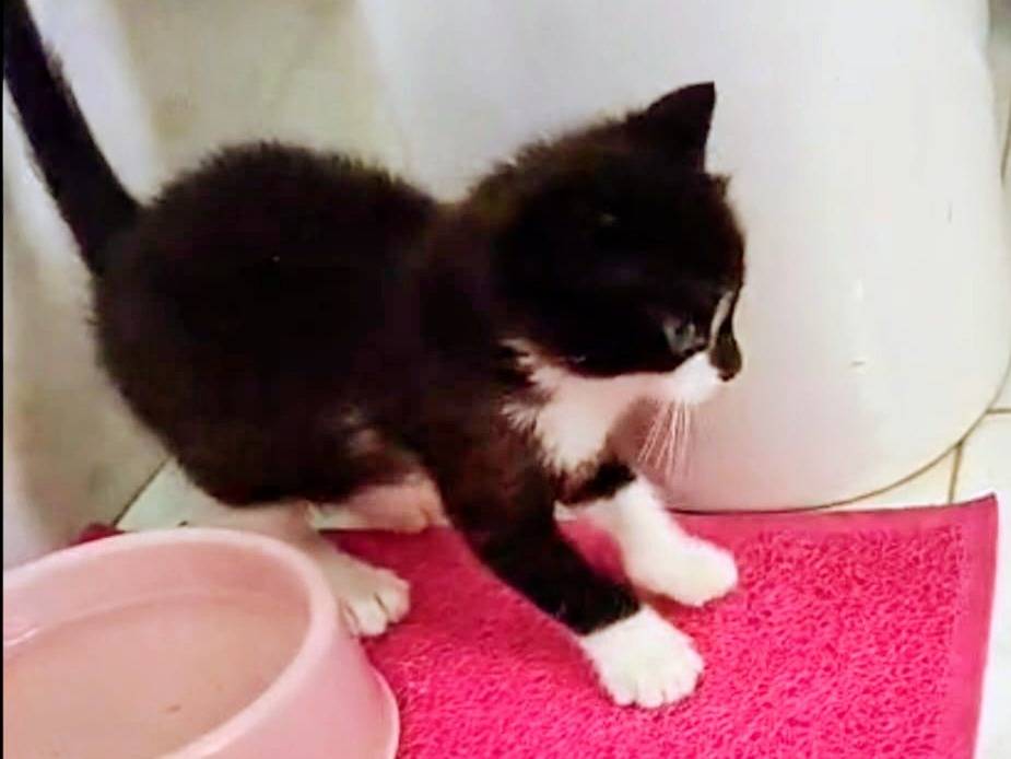 Adozione gatto, maschio, Razza sconosciuta Razza sconosciuta, Età non disponibile, taglia non valida, Palermo