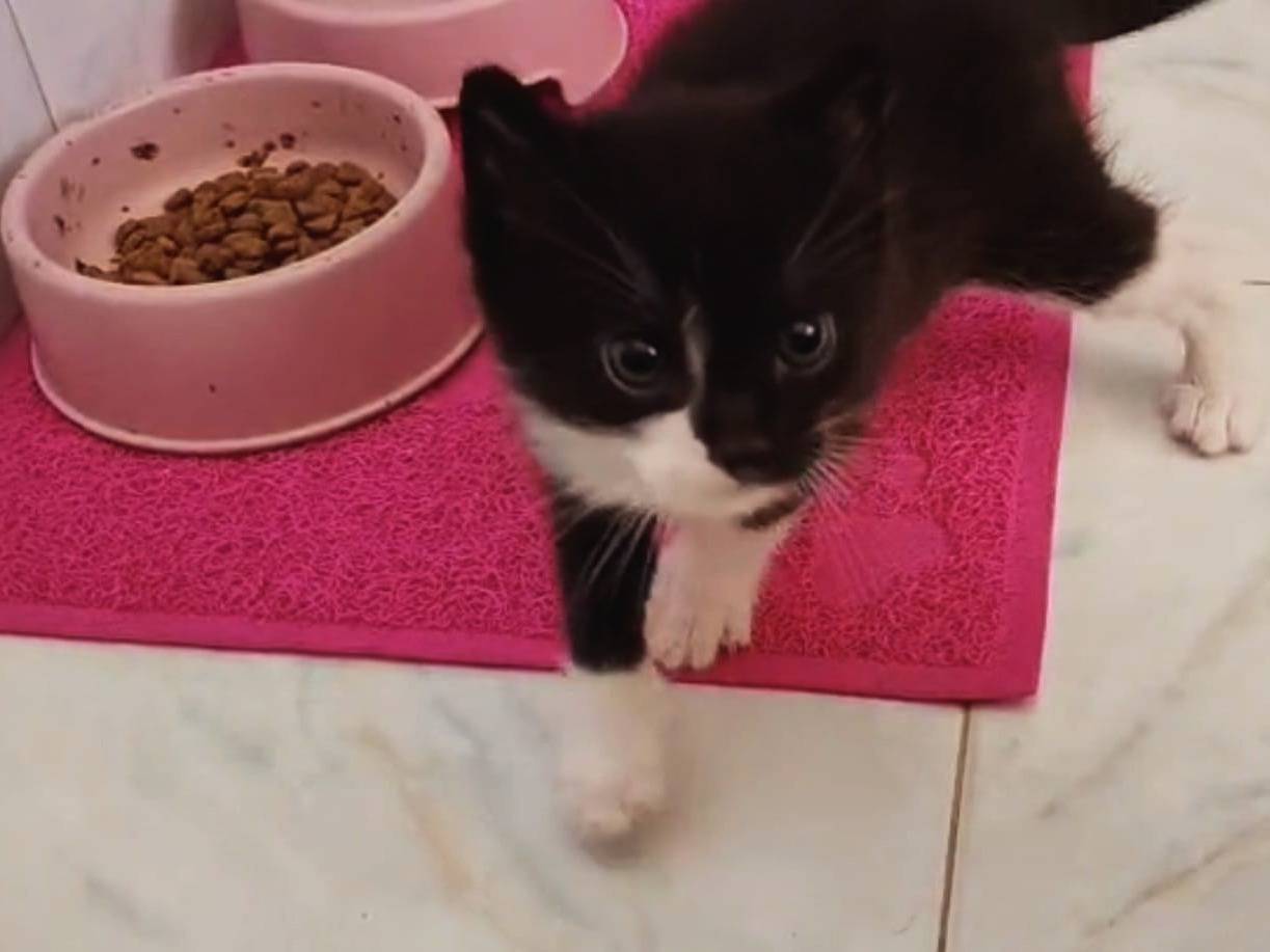 Adotta un gatto, maschio, Età non disponibile, Palermo