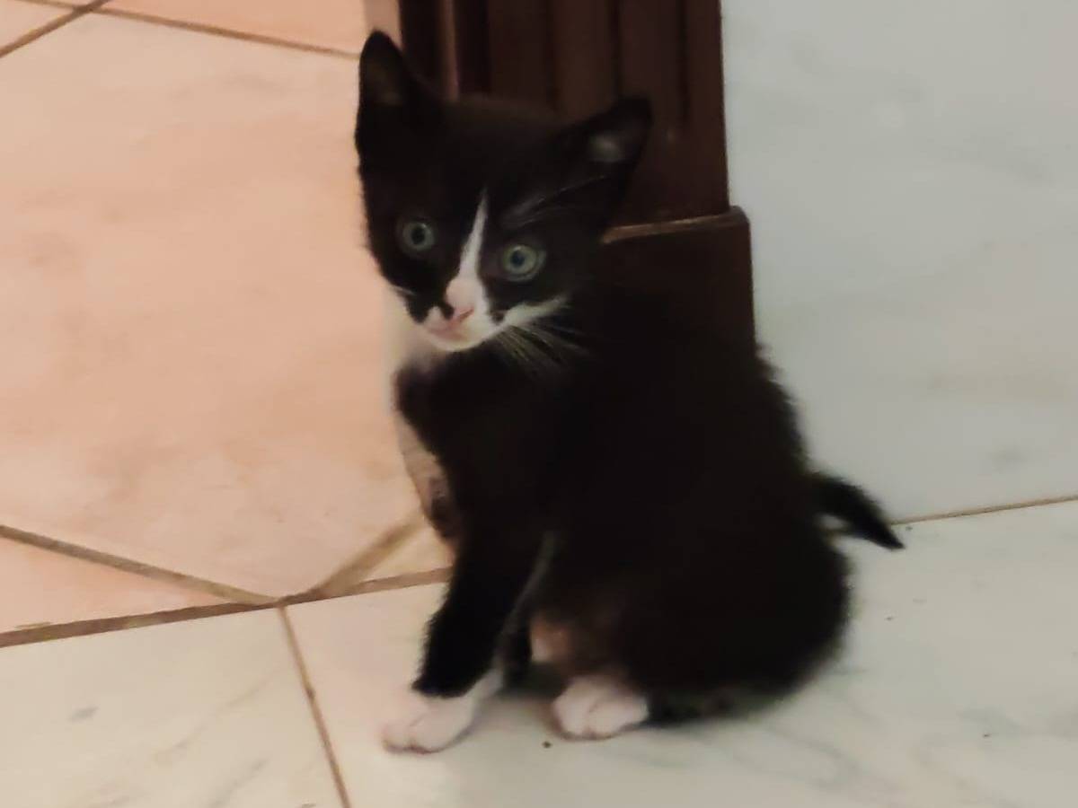Vuoi adottare un gatto a Palermo?
