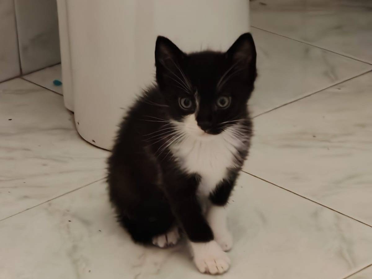 Adotta il gatto Margot e Lupin a Palermo