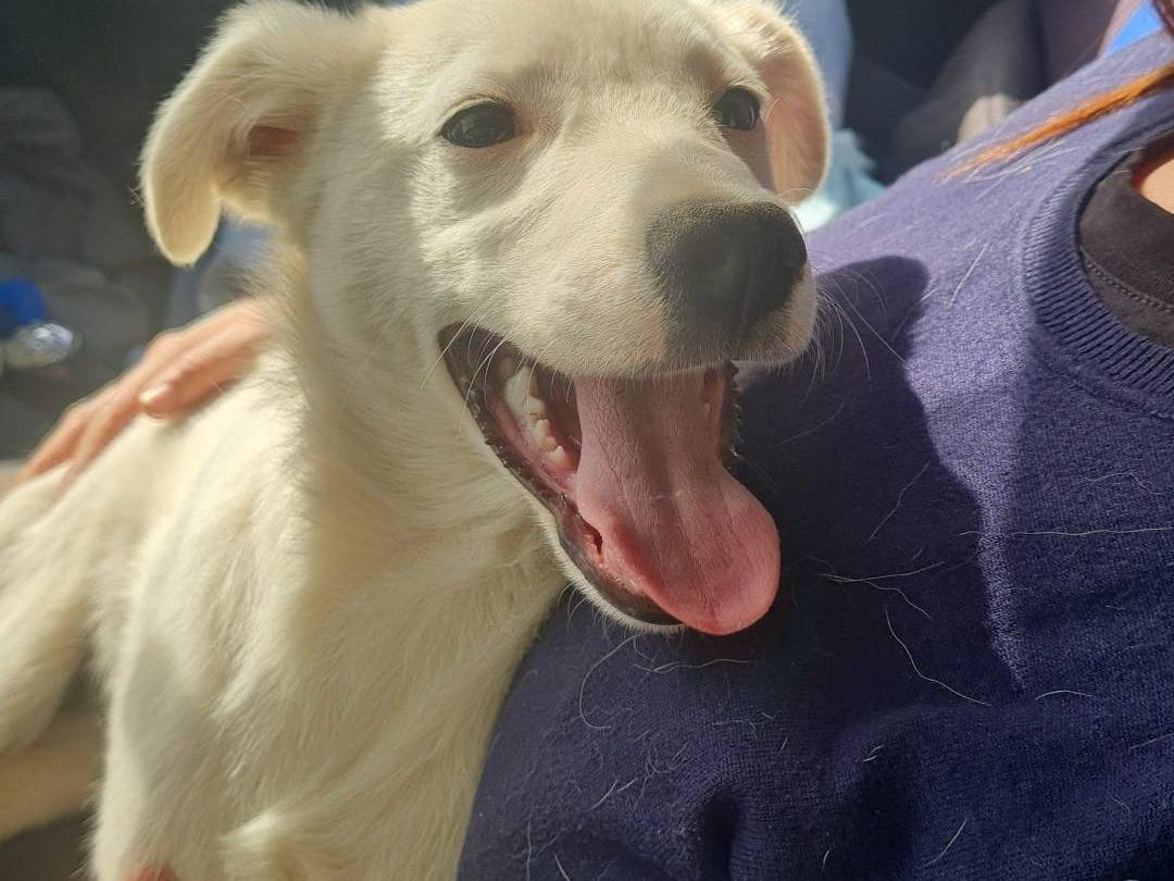 Adotta un cane, maschio, 5 mesi, Vibo