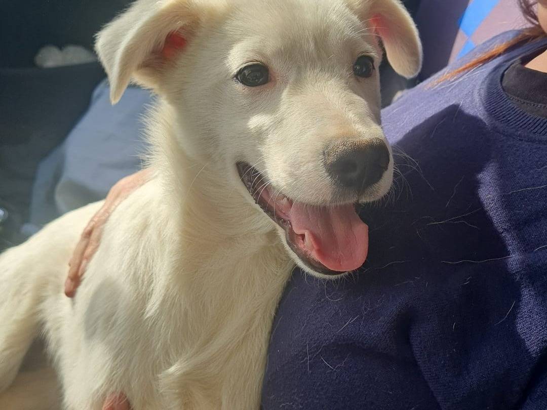 Vuoi adottare un cane a Vibo?