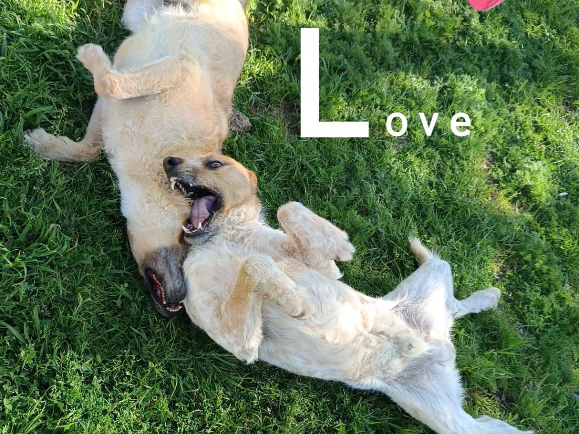 Adozione cane, femmina, Spinone Razza sconosciuta, 5 anni e 2 mesi, taglia grande, Varese