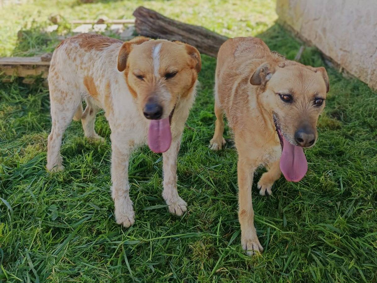 Adotta un cane, femmina, 5 anni e 2 mesi, Varese