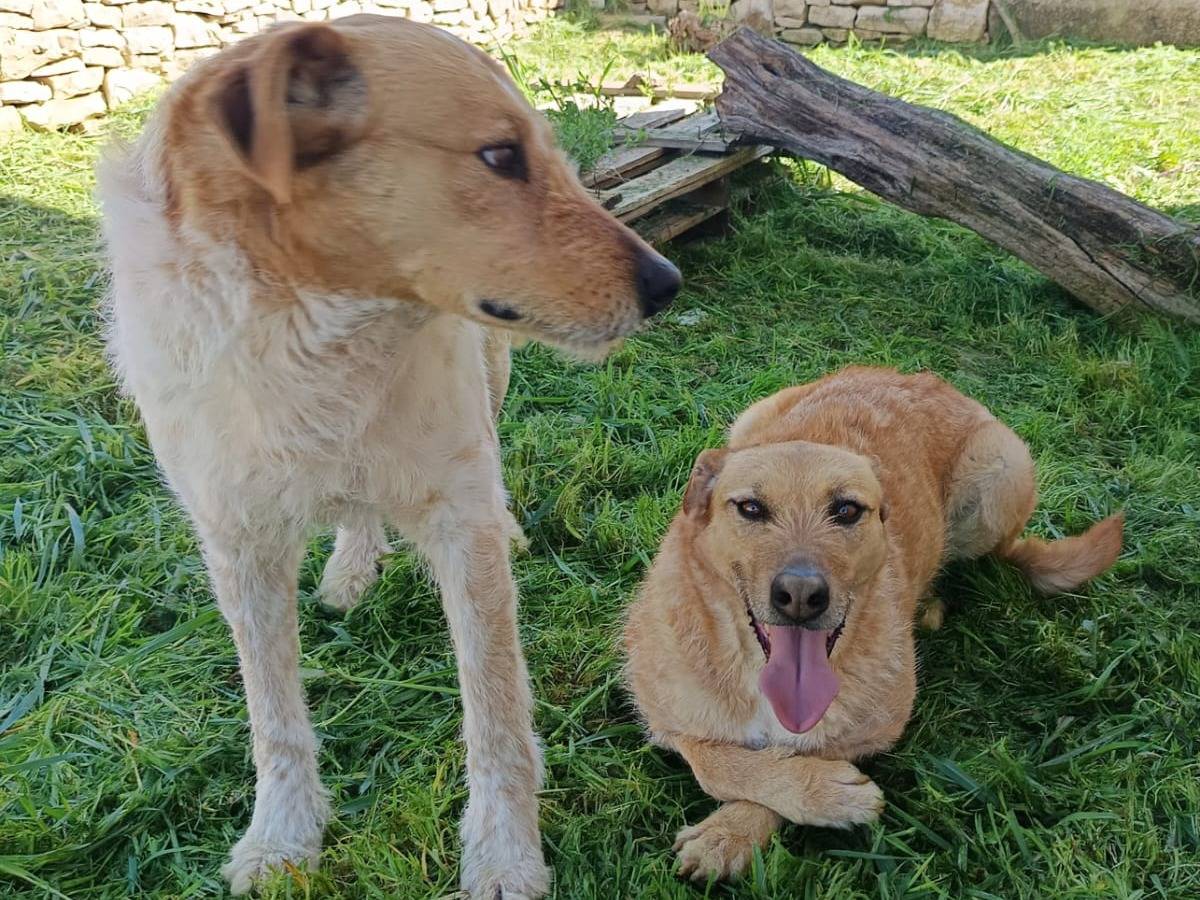 Adotta un cane, taglia grande, femmina, Varese