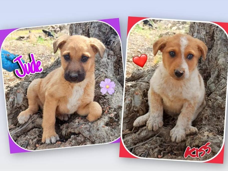 Adotta il cane Jude e Kiss due anime gemelle  a Varese