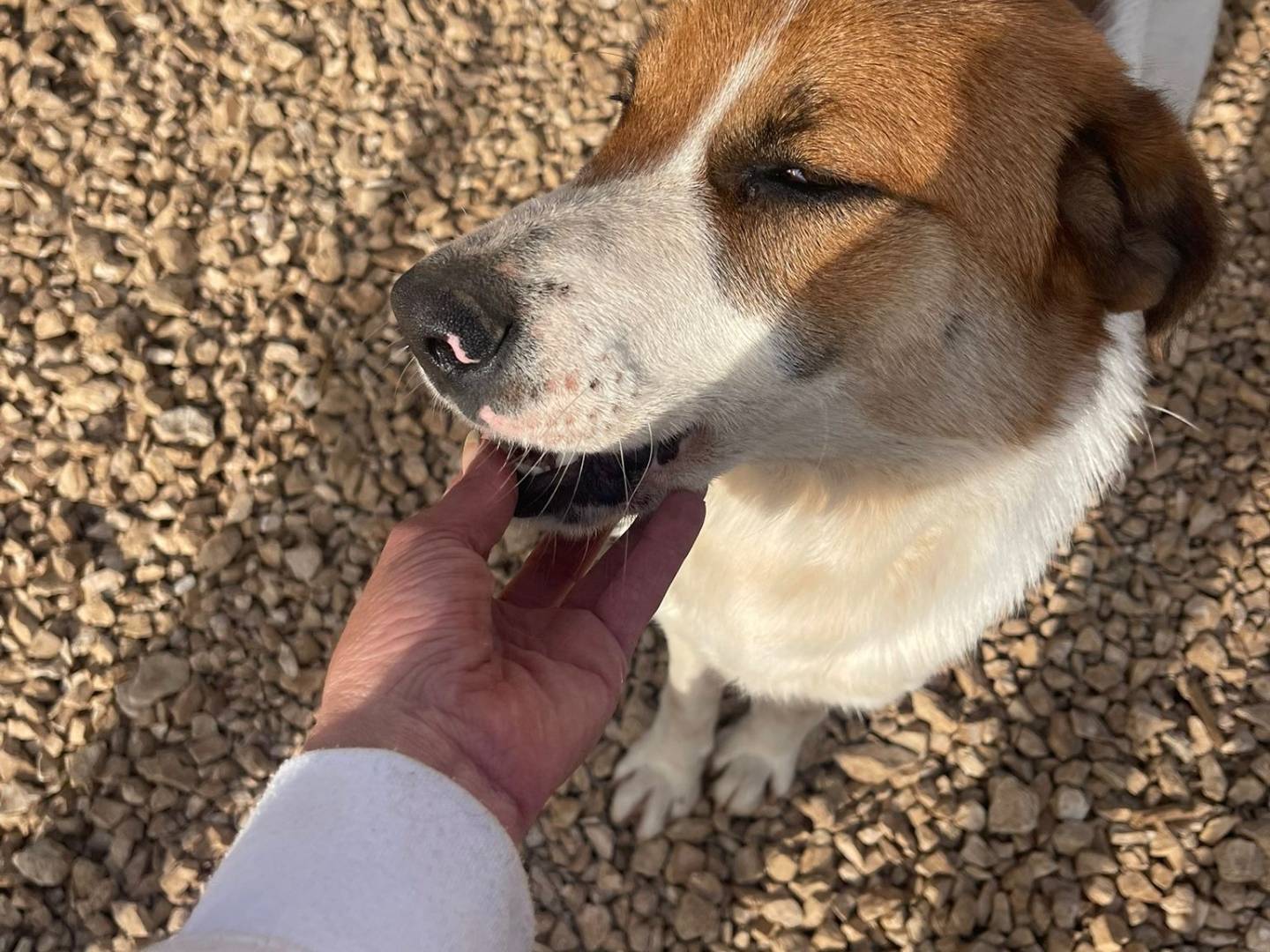 Adozione cane, maschio, Razza sconosciuta Razza sconosciuta, 10 mesi, taglia media, Frosinone