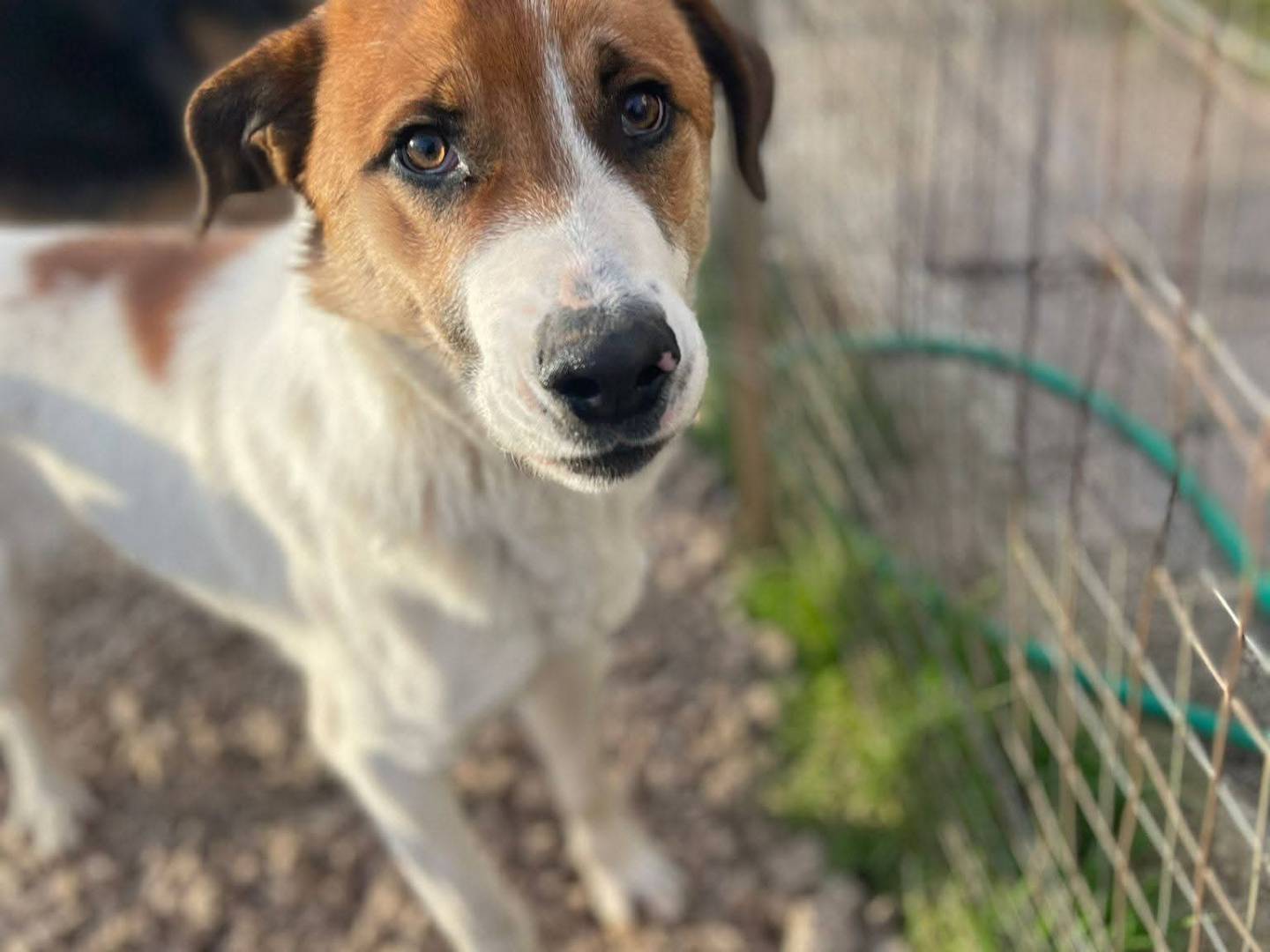 Adotta un cane, maschio, 10 mesi, Frosinone