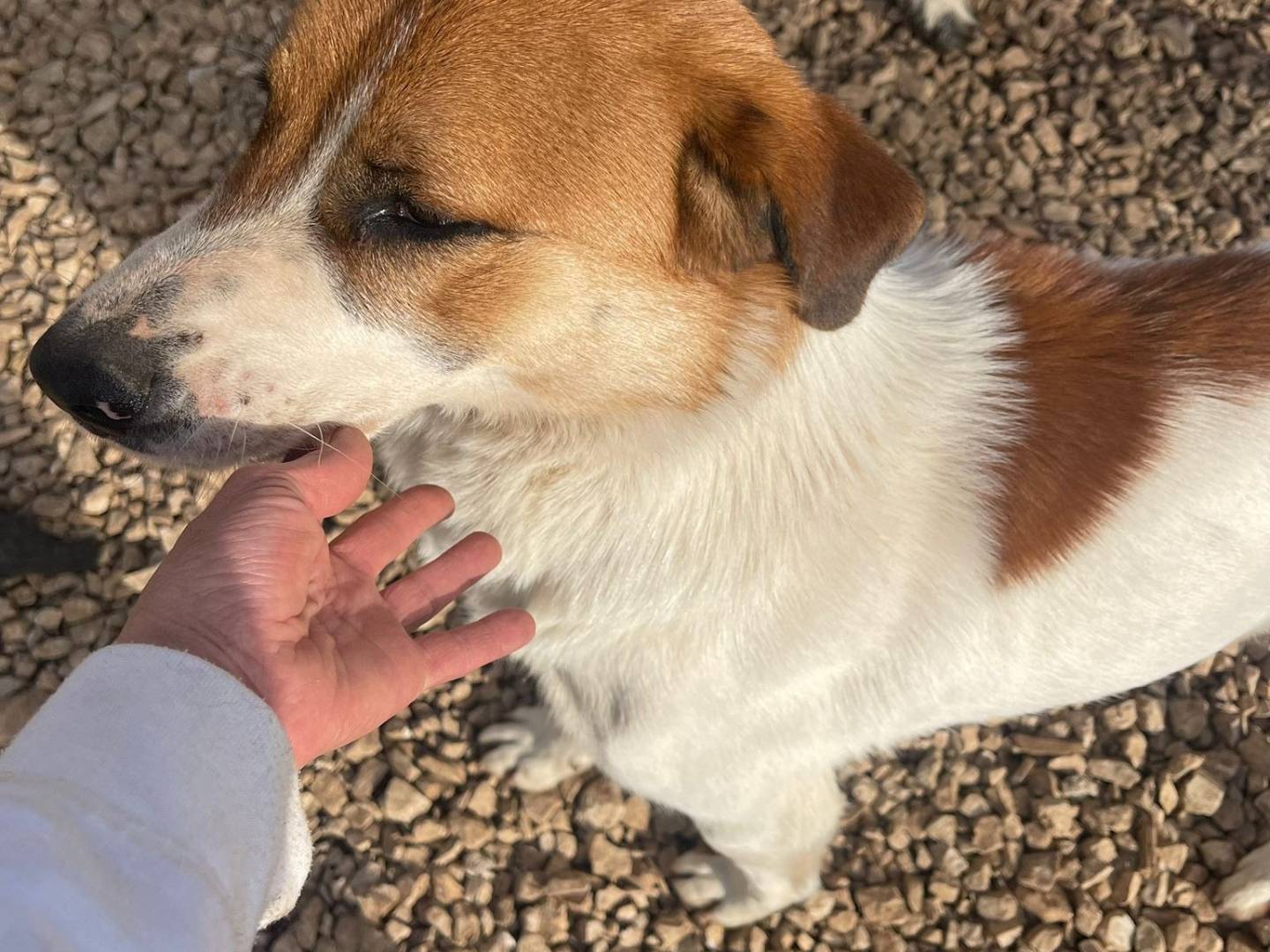 Adotta un cane, taglia media, maschio, Frosinone