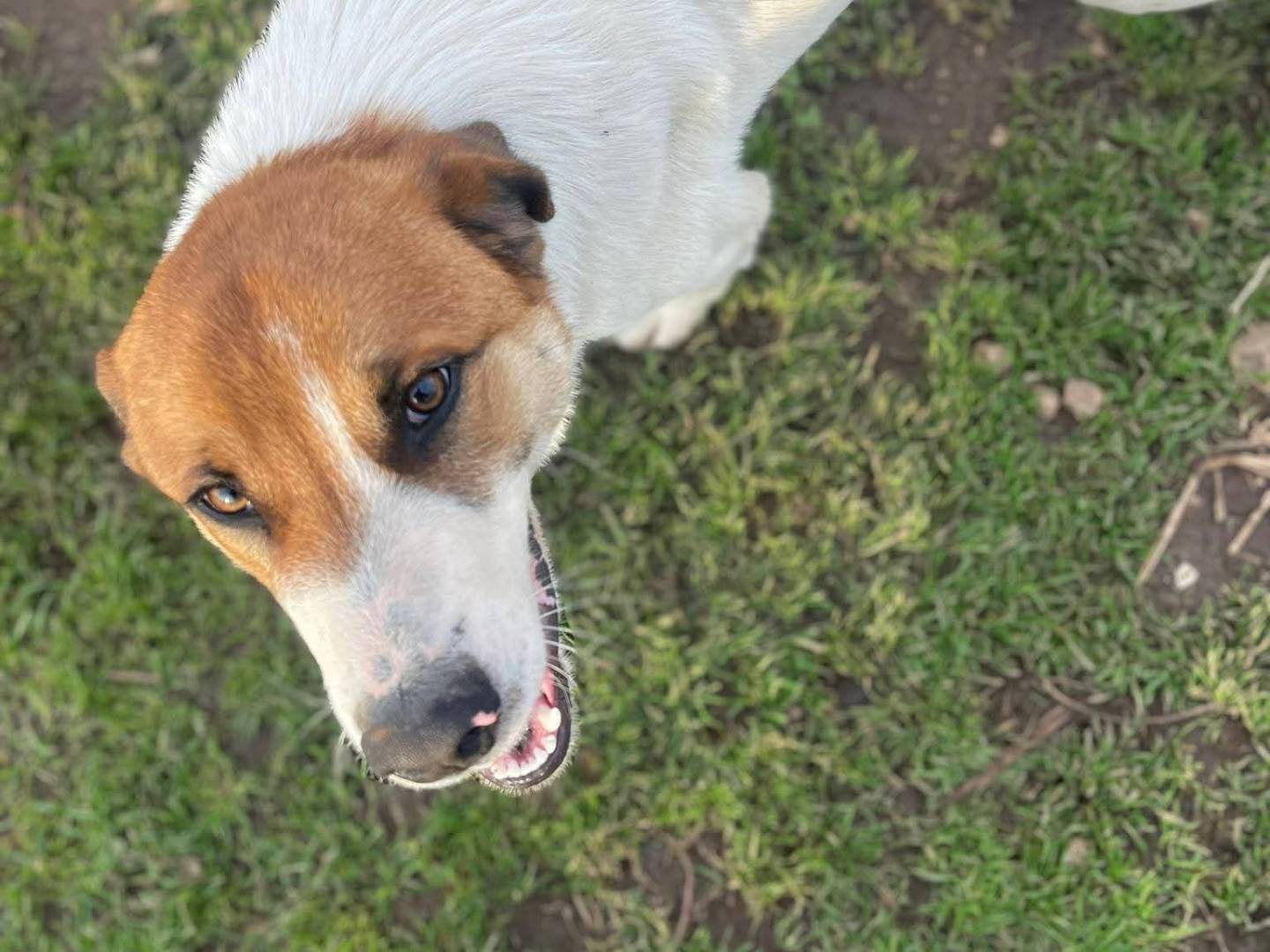 Adotta il cane BUBI a Frosinone