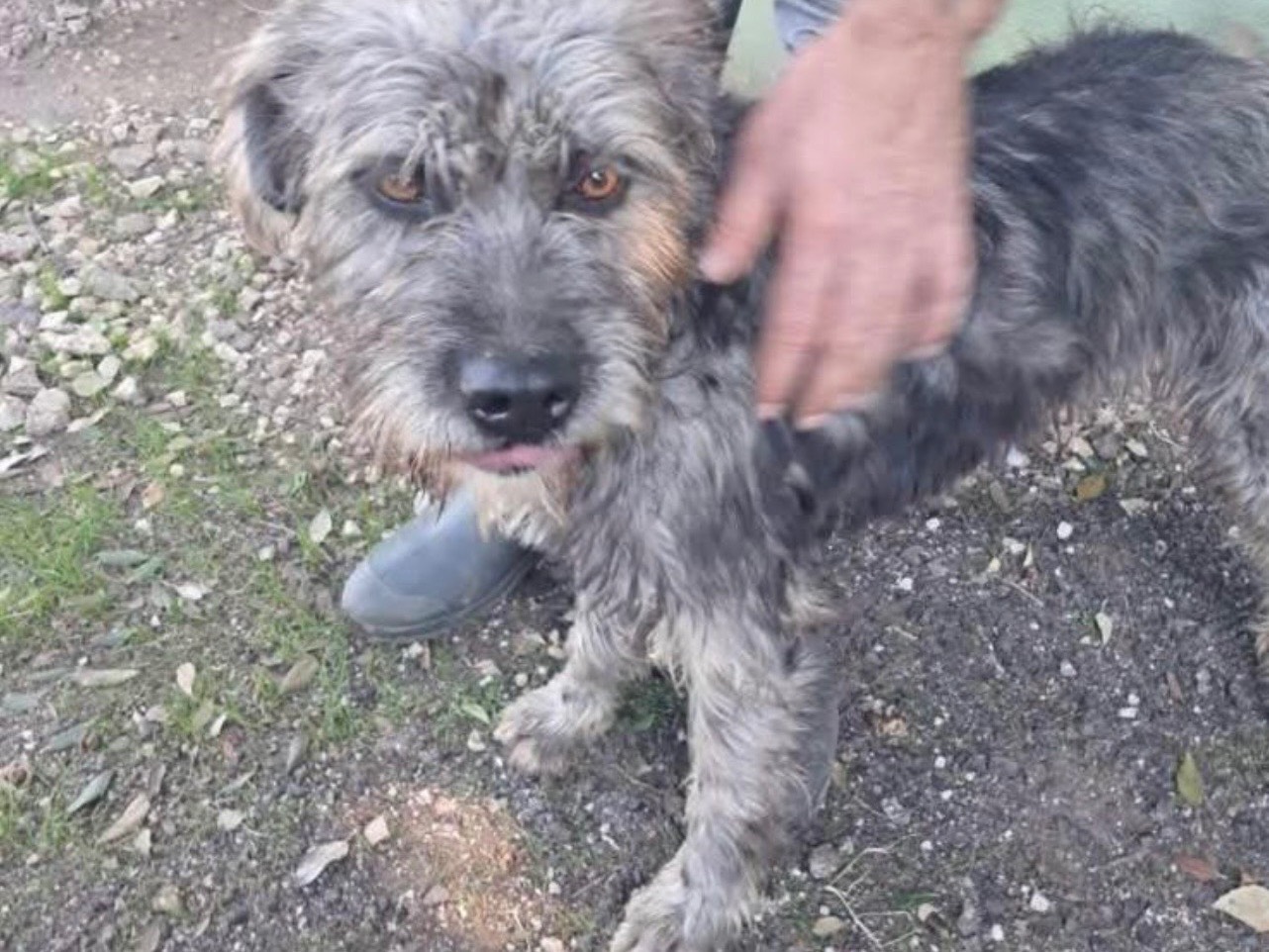 Adozione cane, maschio, Spinone Razza sconosciuta, 3 anni, taglia media contenuta, Caserta