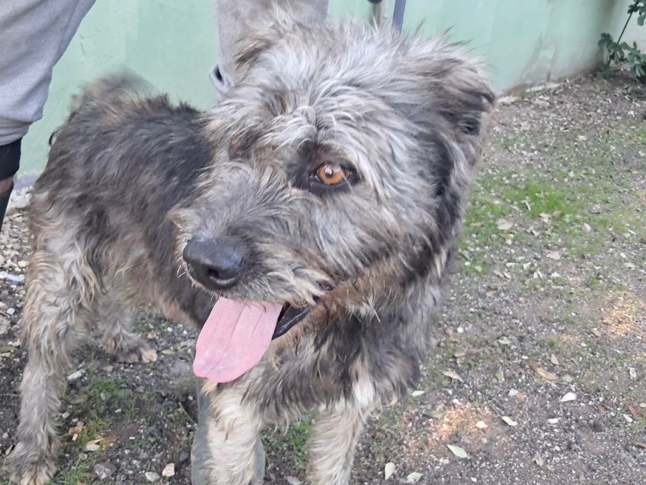 Adotta un cane, maschio, 3 anni, Caserta