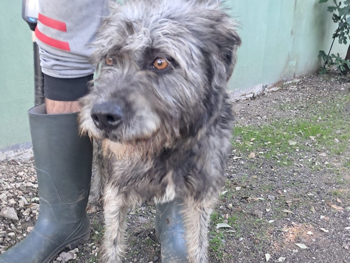 Adotta un cane, taglia media contenuta, maschio, Caserta