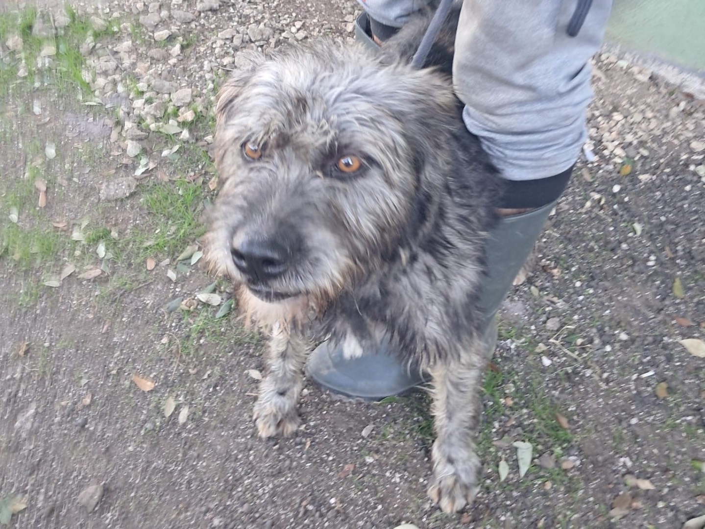 Vuoi adottare un cane a Caserta?